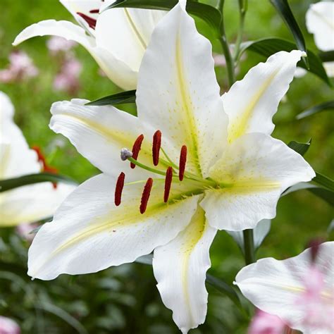 Lily Lilium Baferrari In The Lilies Database