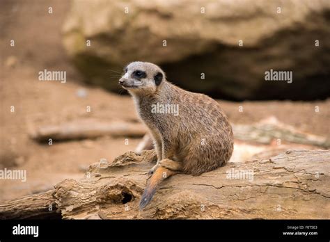 Meerkat On A Rock Stock Photo Alamy