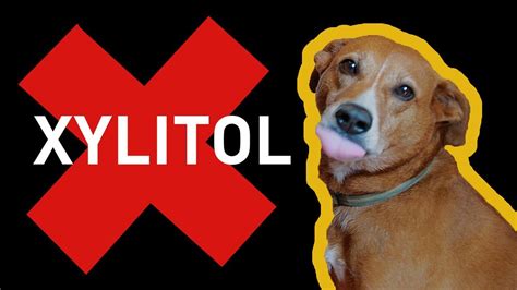 Paws Off Xylitol Its Dangerous For Dogs Fda