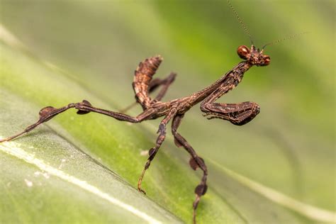 Mantis Religiosa En Colombia Características Y Hábitat Excepcionales