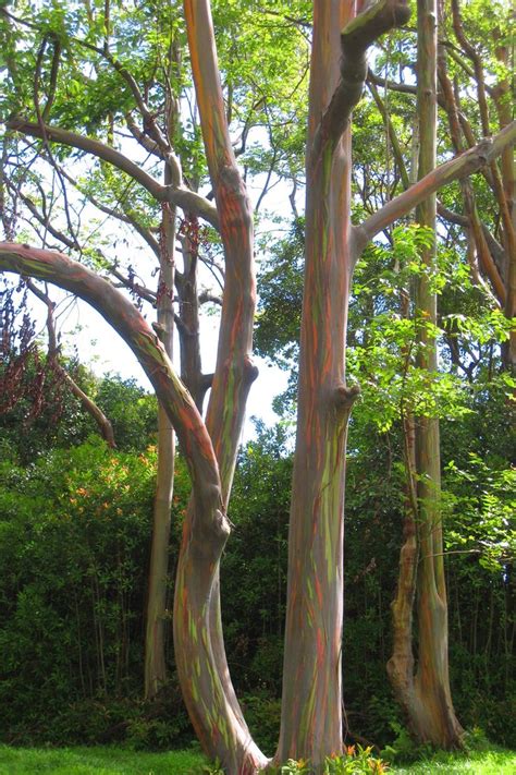 Rainbow Eucalyptus On Maui Rainbow Eucalyptus Tree Divine Nature