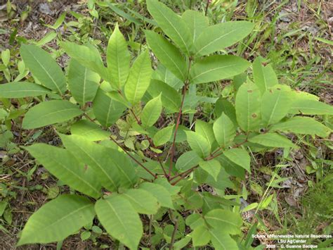 Louisiana Plant Id Toxicodendron Vernix Poison Sumac