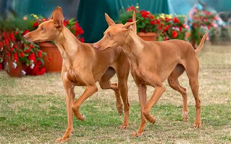 Pharaoh Hound Colors Rarest To Most Common A Z Animals