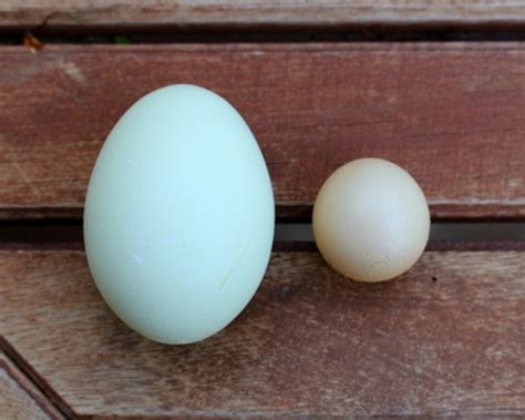 five things all new chicken keepers should knowcounting my chickens