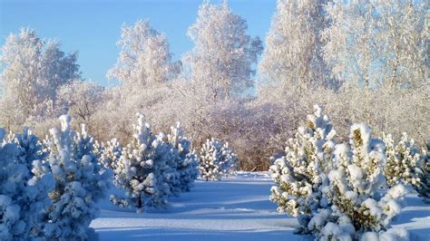 Winter Nature Snowamazing Lovely Snowylandscapes