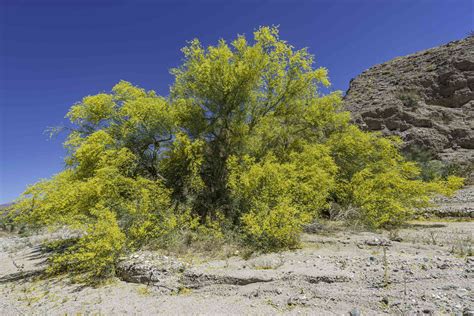 Dwarf Desert Museum Palo Verde 0504 I Love This Tree