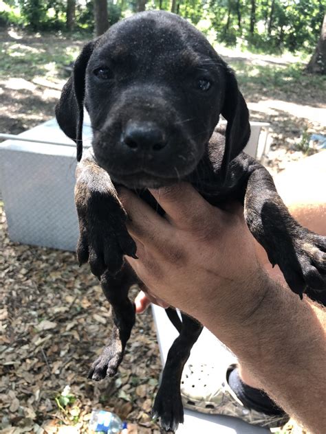 There are 533 catahoula leopard dog for sale on etsy, and they cost $17.30 on average. Catahoula Leopard Puppies For Sale | Plant City, FL #276456