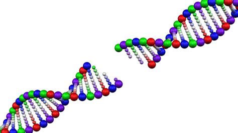 Memory Making Involves Extensive Dna Breaking Mit News