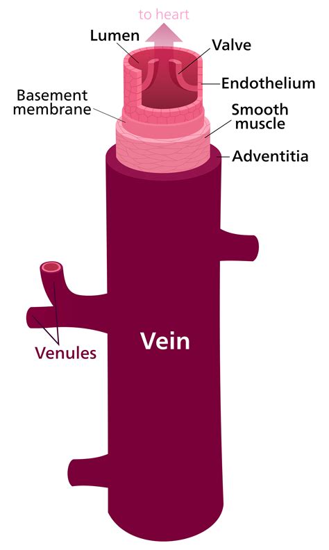 Brachial, radial, and ulnar veins: Veins