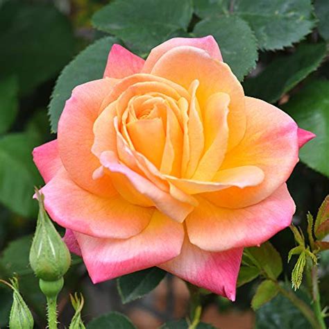 Top 10 Climbing Roses Of 2019 Toptenreview