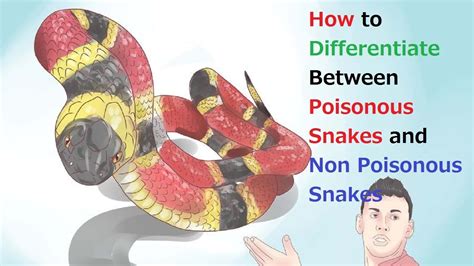 Poisonous And Non Poisonous Snakes By Dr Bimal Sharma By Dr Bimal Images