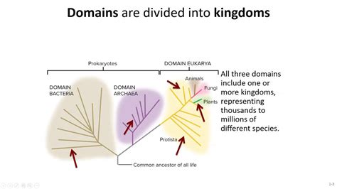 Three Domains Of Life Youtube