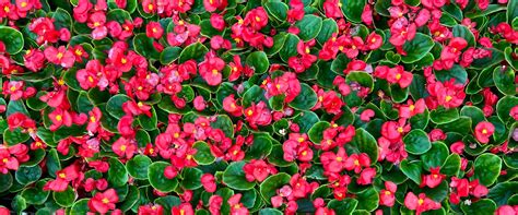 Native Plants Woldhuis Farms Garden Center Sunrise Greenhouse