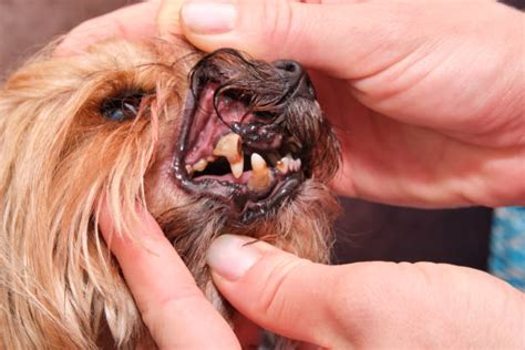 350 Cavities In Dog Teeth Stock Photos Pictures And Royalty Free Images