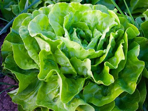Growing lettuce indoors is a simple process. Gardening in Small Spaces: 10 Best Vegetables to Grow