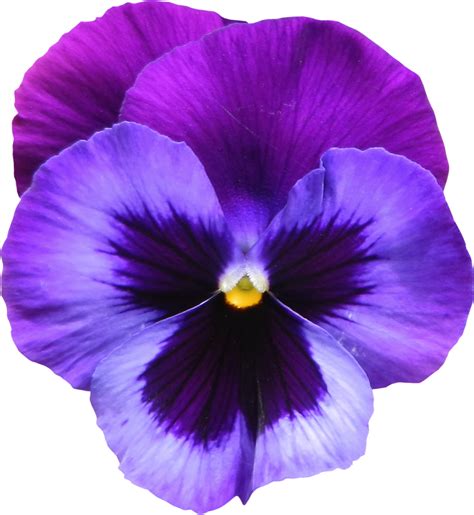 Violet Png Images Transparent Free Download