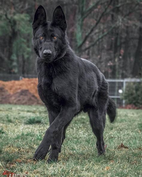 Short Haired Caucasian Shepherd Dog Hair Style Magazine Loreal Paris