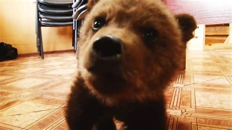 Watch Orphan Bear Cub Moves To Adopted Home