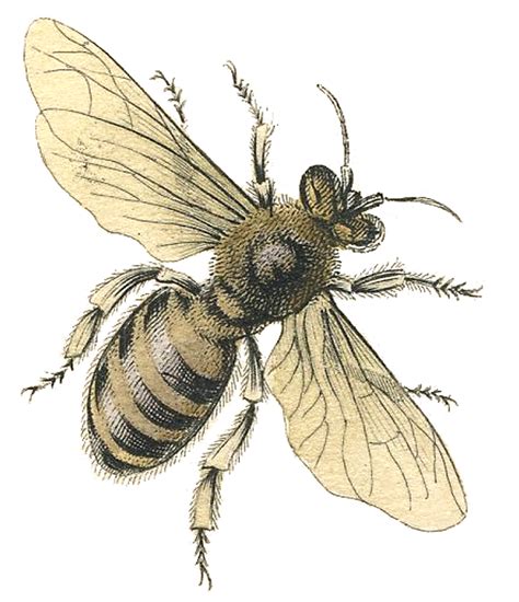 Vintage Bee Drawing At Getdrawings Free Download