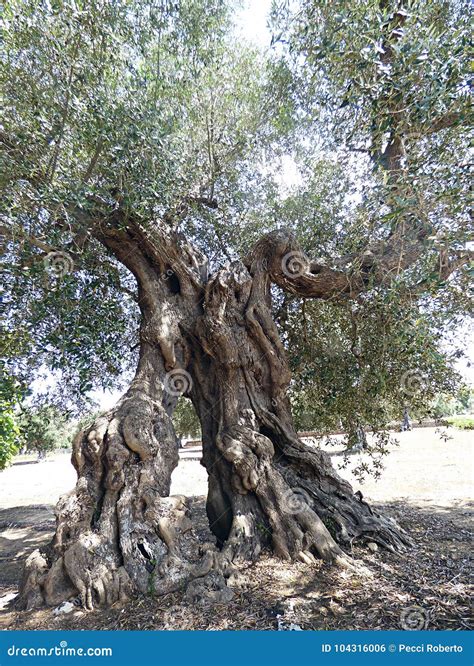 Centuries Old Olive Trees Stock Photos Free And Royalty Free Stock