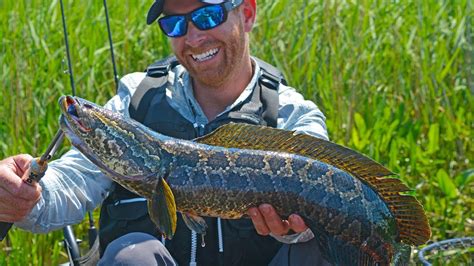 Fishing For Invasive Northern Snakehead 1 Of 4 Field Trips Virginia