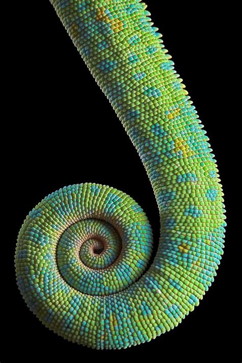 Chameleon Spiral Beautiful Macro Photography Spirals In Nature
