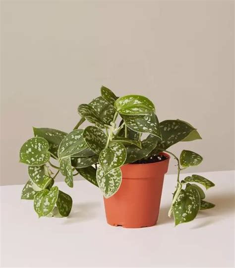 The 10 Best Indoor Hanging Plants To Turn Your Home Into A Jungle Hanging Plants Indoor Best