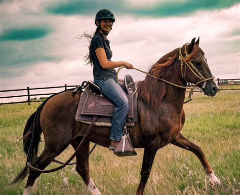 Best Horse Breeds For Trail Riding — Discoverthehorse