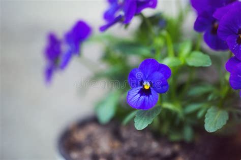 Blue Pansies In Pot In Flowerbed With Blurred Background Copy Space