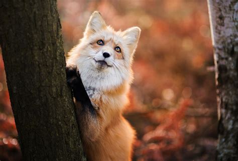 Red Fox in Autumn - Red Foxes Photo (40239935) - Fanpop