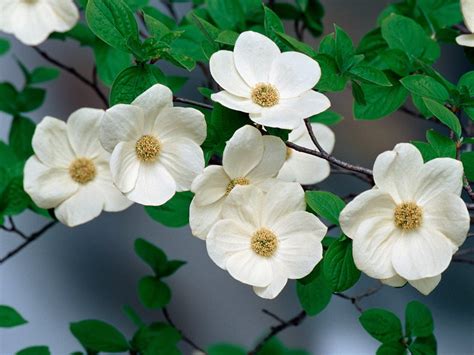 Flower Homes Pacific Dogwood Flowers