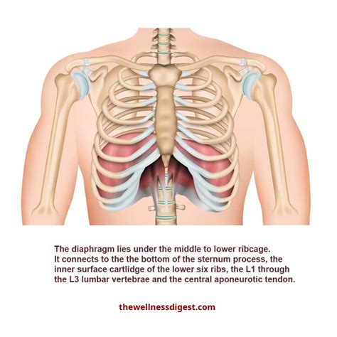 Pain In Middle Of Chest Under Ribs Why Do I Have Pain Under My Left