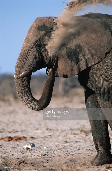 African Elephant Dust Bathing To Protect Skin From Parasites Loxodonta