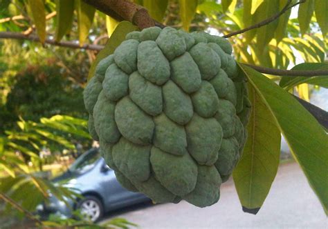 The sugar apple is an exquisite fruit that is very closely related to the cherimoya. My Green mission..,: Sugar Apple: Good juicy, sweet flesh ...
