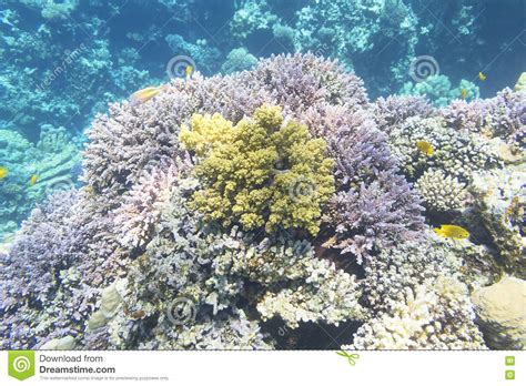 Coral Reef With Great Hard Corals In Tropical Sea Underwater Stock