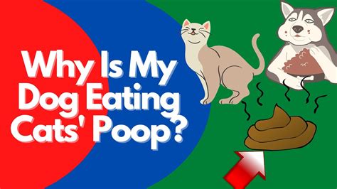 What Happens When Dogs Eat Cat Poop Updated August 2022 Wikidoggia