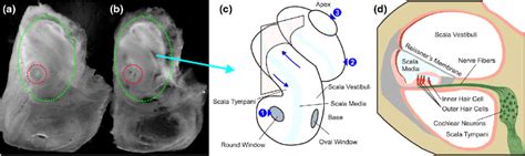 Mouse Cochlea As Seen In Dark Field Microscopy Before A And After B