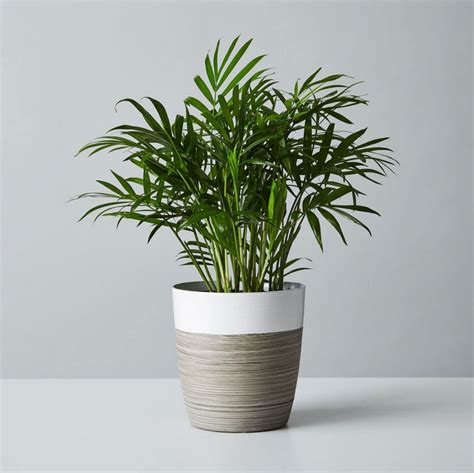 Office Desk Plants Easy Office Plants