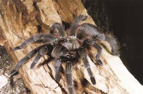 They are also feared as they are the most venomous spiders in north. Spiders: Brown Recluse, Black Widow and Other Common ...