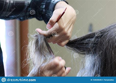 Skilled Hands Of A Hairdresser Cutting The Curly Wavy Hair