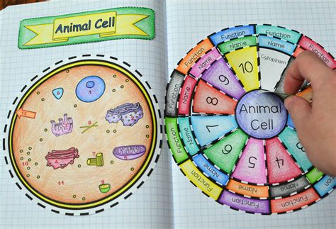 Animal And Plant Cell Wheel Foldable Bundle Animal Cell Foldable