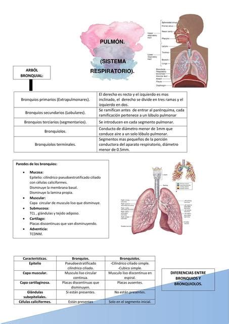 Histología Del Sistema Respiratorio