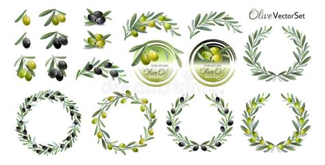 Large Set Of Green And Black Olives Olive Branches Wreaths And Labels Stock Vector