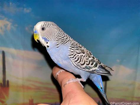 Beautiful Violet Budgerigar Parakeet