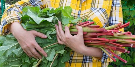 How To Grow And Harvest Rhubarb Ted Lare Design And Build