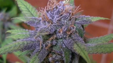Purple Bud A Stunningly Coloured Indica Delight Legalize It We