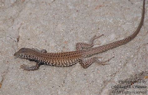 Arizona Desert Whiptail Lizard Cnemidophorus Tigris Gracilis Desert