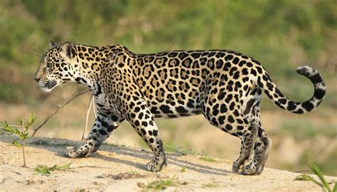 Why Are Jaguars Endangered Animals Sciencing