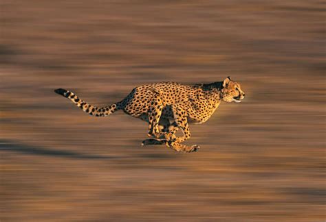 Fastest Animal In The World Here Are The 6 Quickest Animals By Land