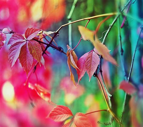 Colorful Leaves Wallpapers Top Free Colorful Leaves Backgrounds